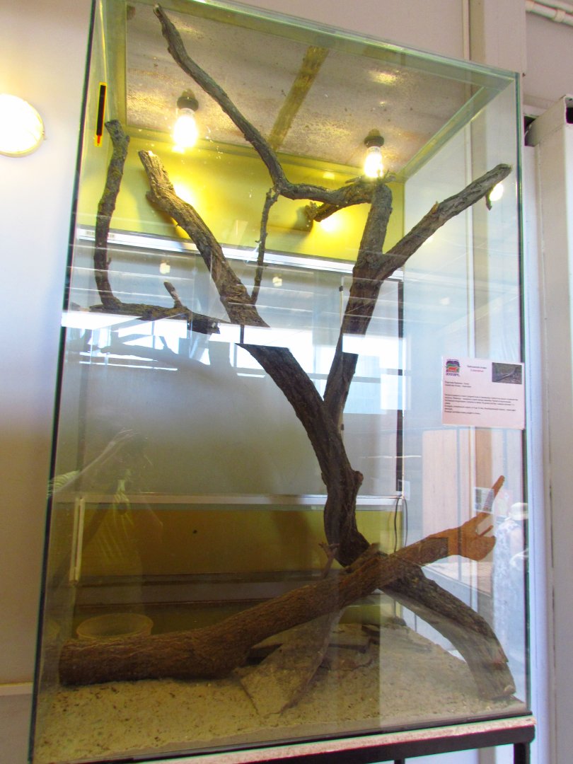 Exotarium, Caucasian agama exhibit