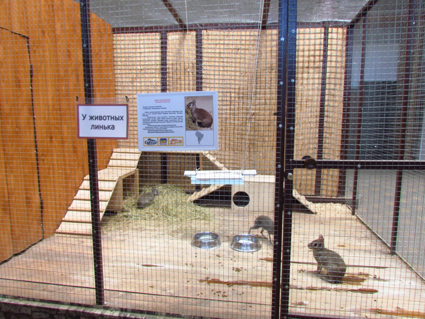 Exotarium, Chacoan mara exhibit