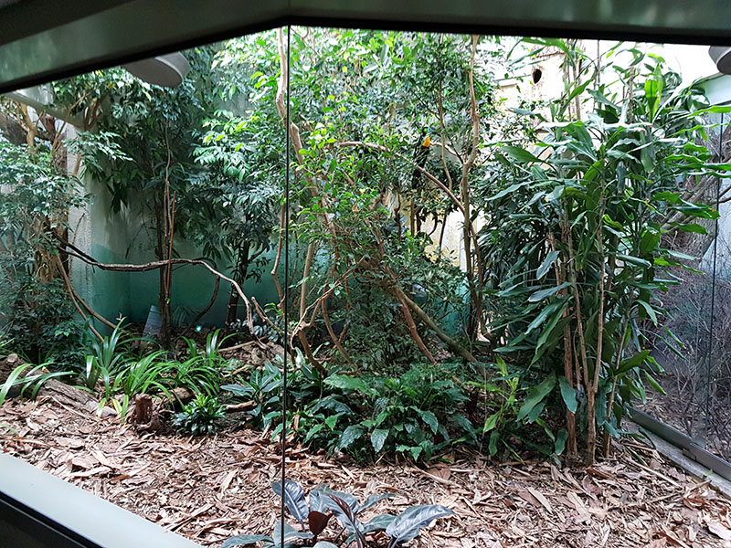 Exotarium: Channel-billed toucan