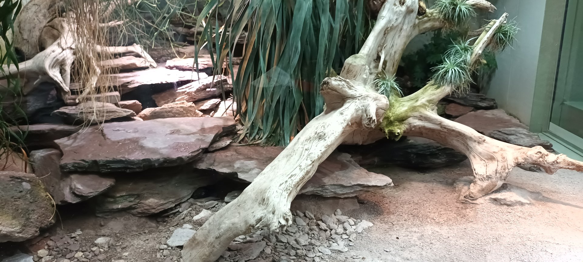 Exotarium Colorado river Toad and Beaded Lizard Habitat