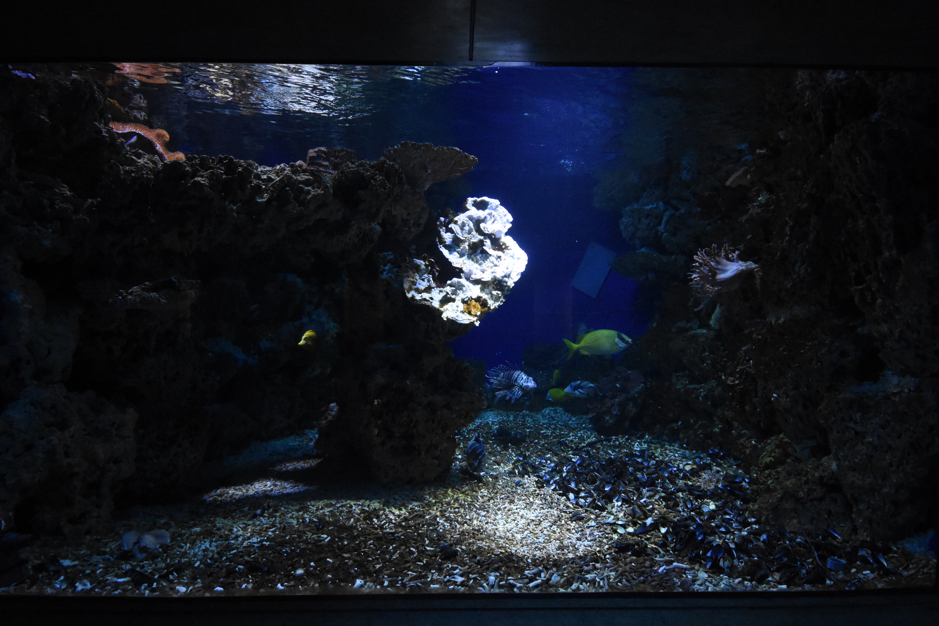 Exotarium - Coral reef tank