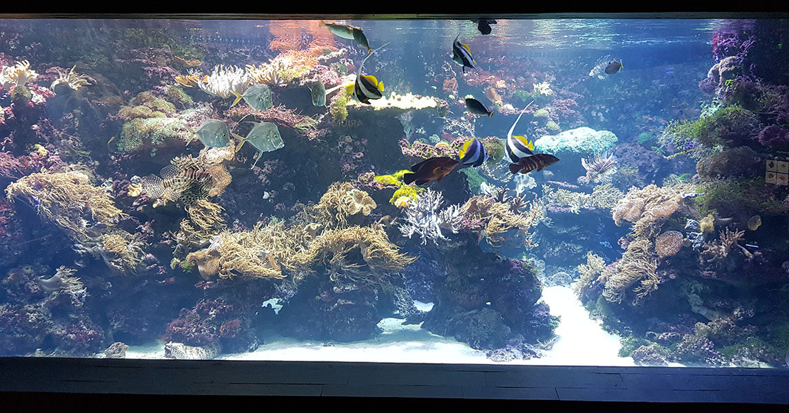 Exotarium: Coral reef