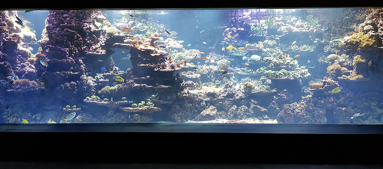 Exotarium: Coral reef