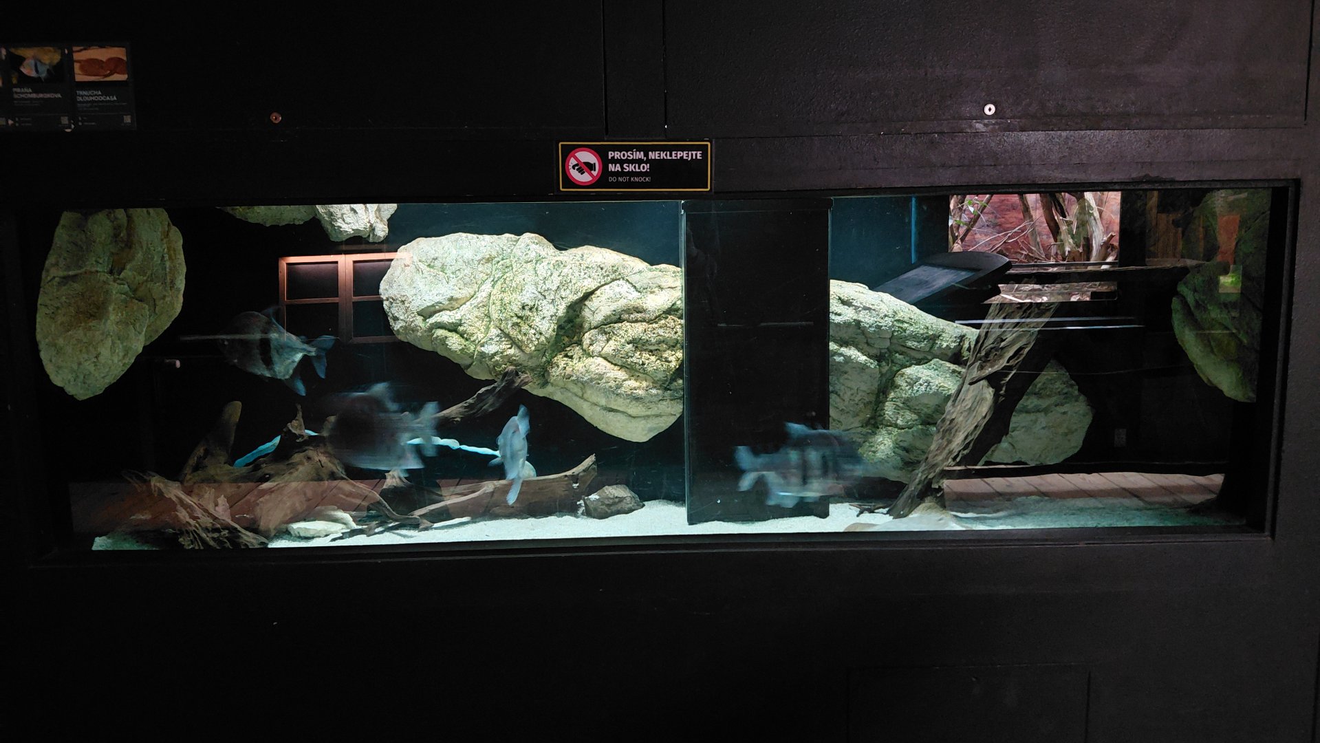 Exotarium - disk tetra tank