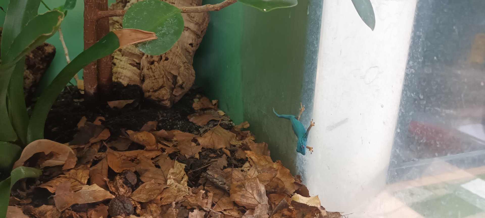 Exotarium: Electric blue Gecko