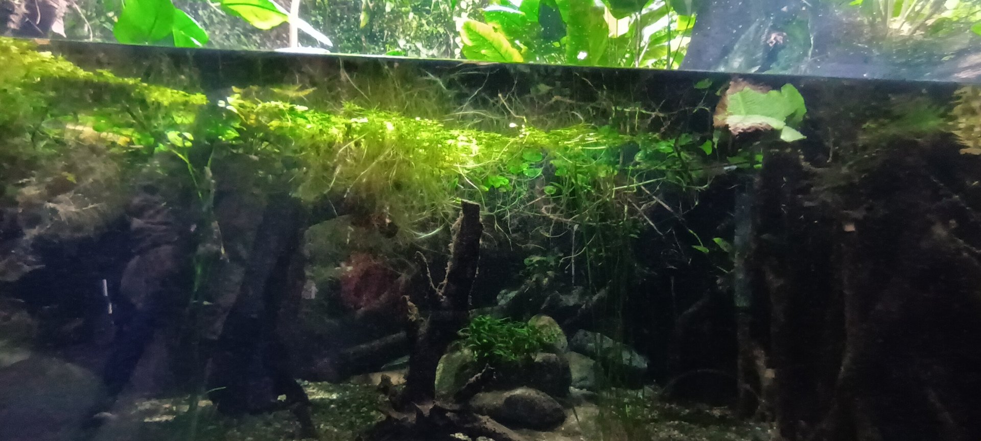 Exotarium Electric Eel Tank