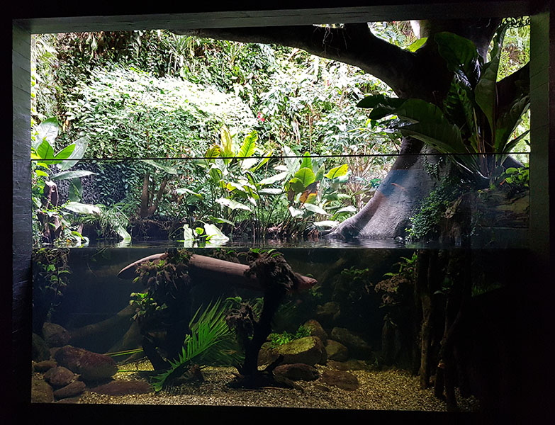 Exotarium: Electric eel