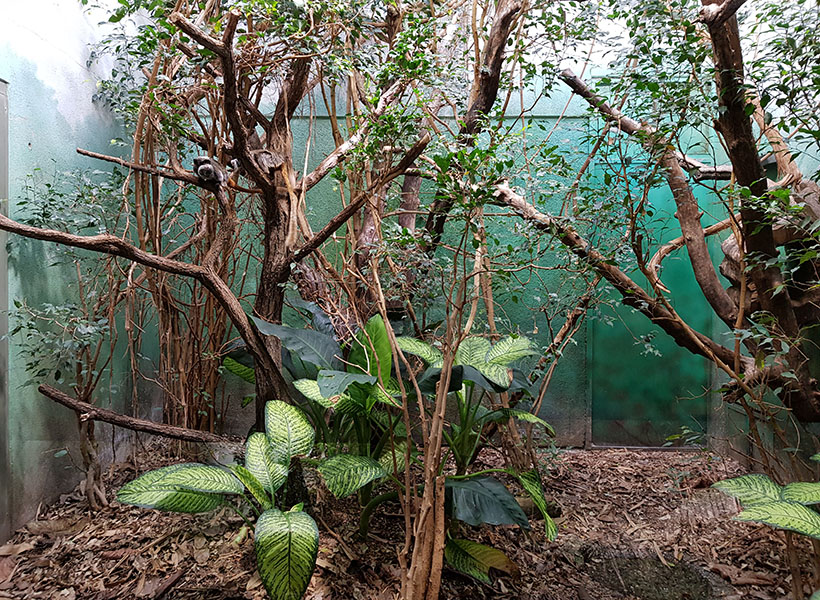 Exotarium: Emperor tamarin