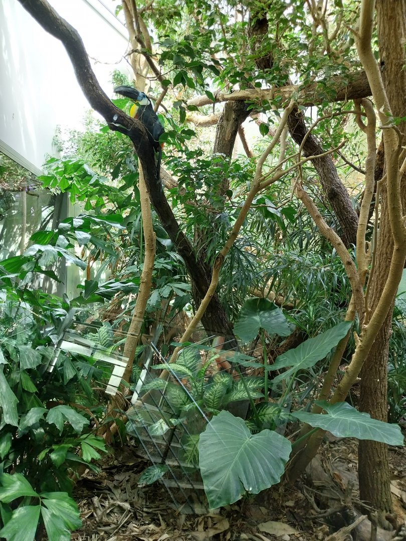 Exotarium - First floor - Channel-billed toucan and two-toed sloth enclosure