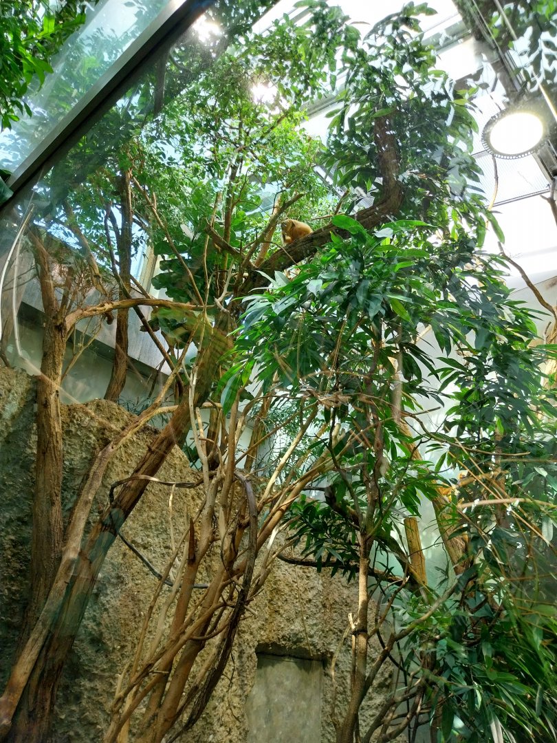 Exotarium - First floor - Golden lion tamarin enclosure