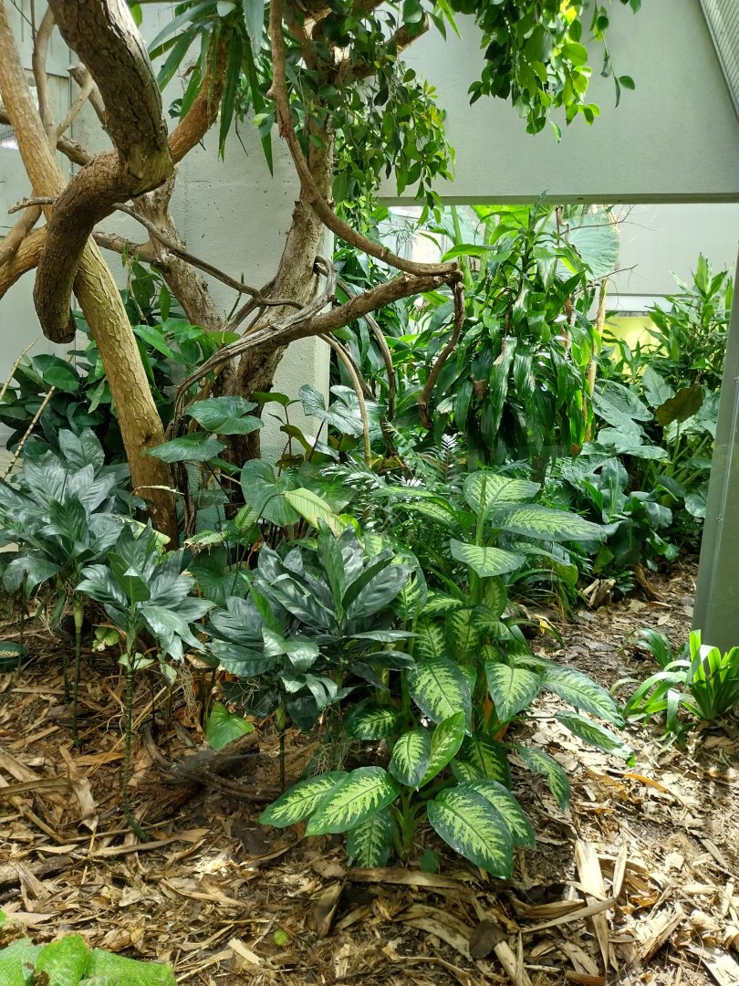 Exotarium - First floor - Jamaica quail-dove aviary