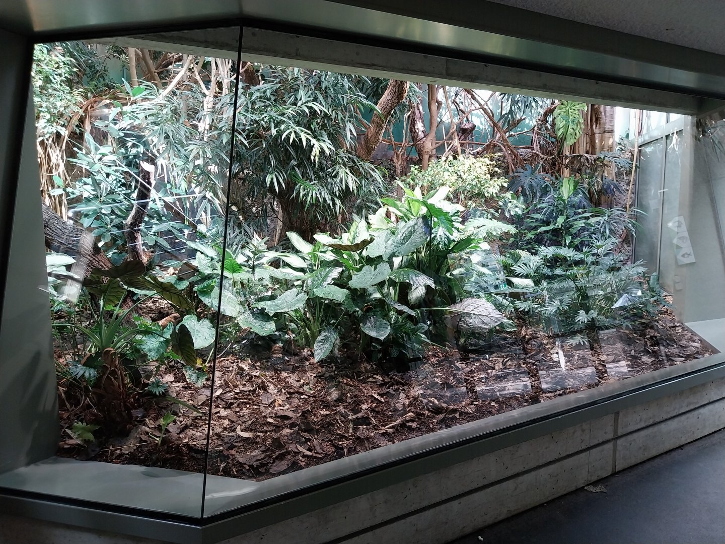 Exotarium - First floor - Mixed species enclosure (Goeldi's monkey, Saint-Vincent agouti, Jamaica quail-dove)