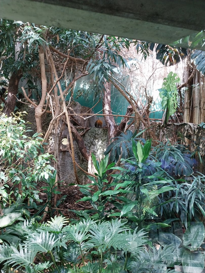 Exotarium - First floor - Mixed species enclosure (Goeldi's monkey, Saint-Vincent agouti, Jamaica quail-dove)
