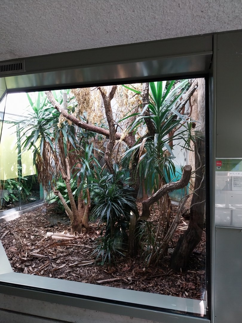 Exotarium - First floor - Red-tailed amazon aviary