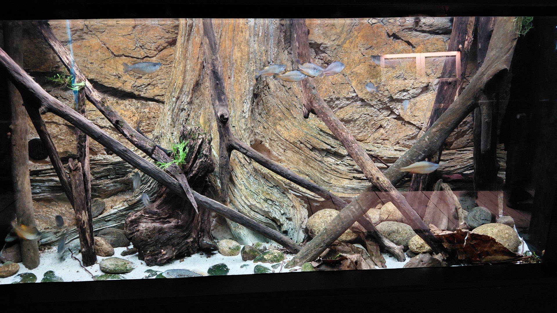 Exotarium - fish tank