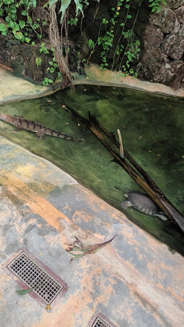 Exotarium: Fly river Turtle and Freshwater Crocodile Enclosure