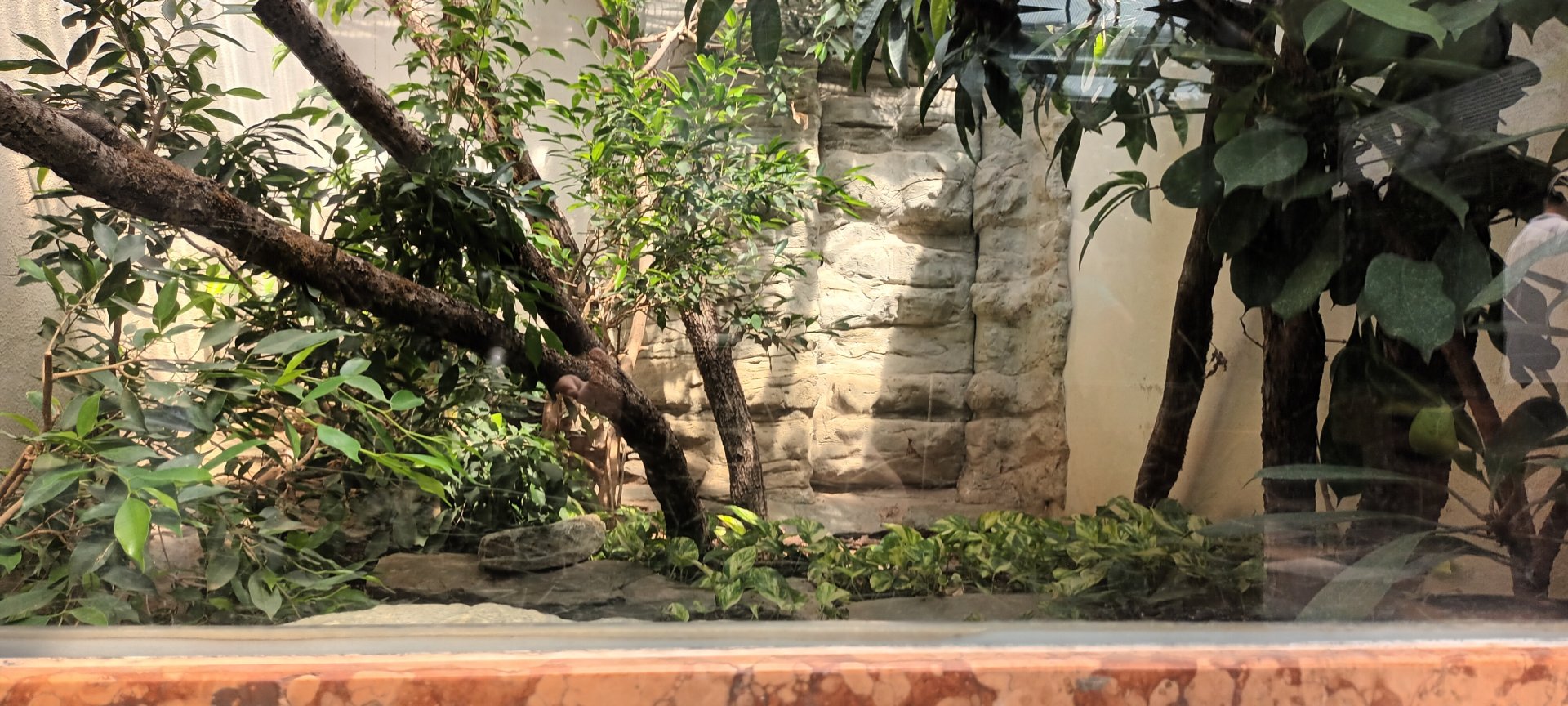 Exotarium: Giant tree Frog and Seram Python Habitat