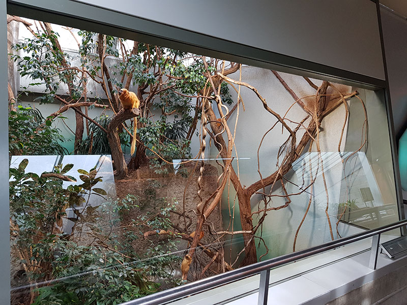 Exotarium: Golden lion tamarin upstairs viewpoint