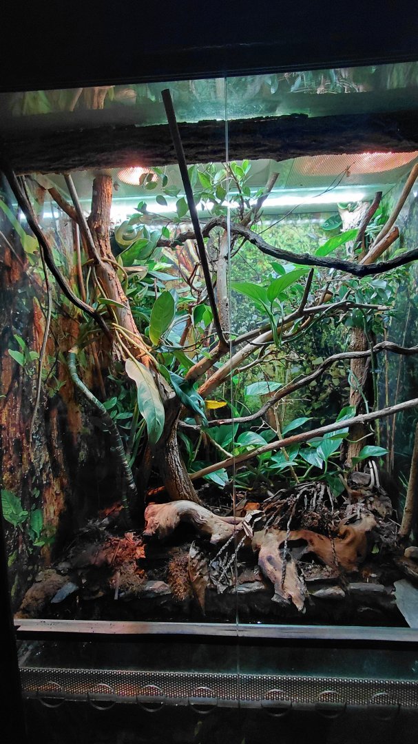 Exotarium - green python exhibit