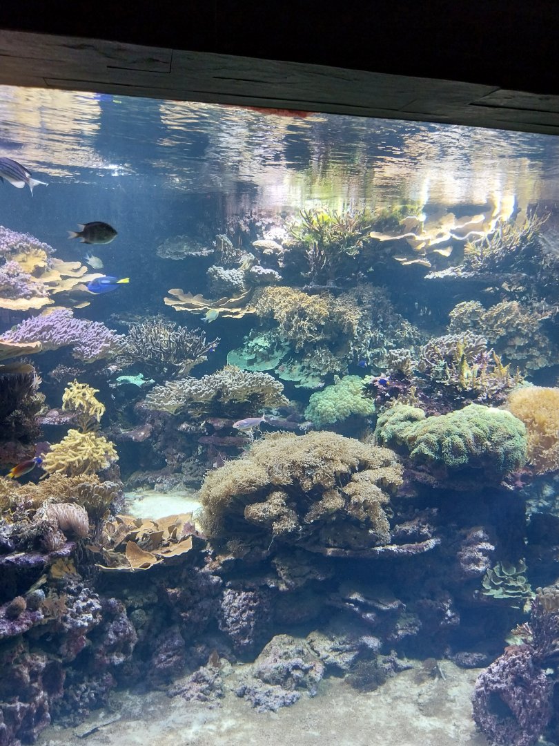 Exotarium - Ground floor - Indo-pacific coral reef