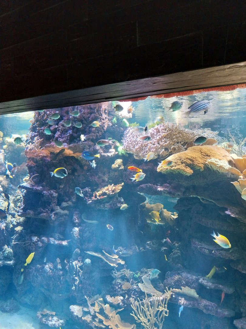 Exotarium - Ground floor - Indo-Pacific coral reef