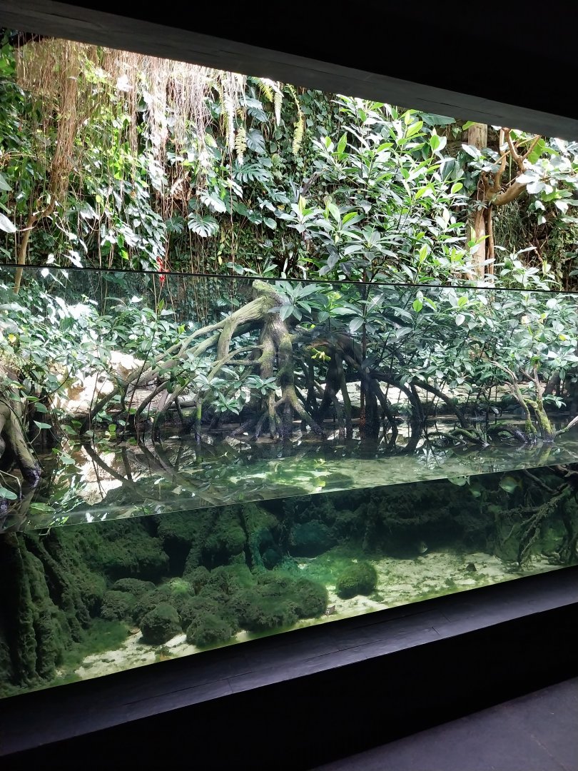 Exotarium - Ground floor - Indo-pacific mangrove