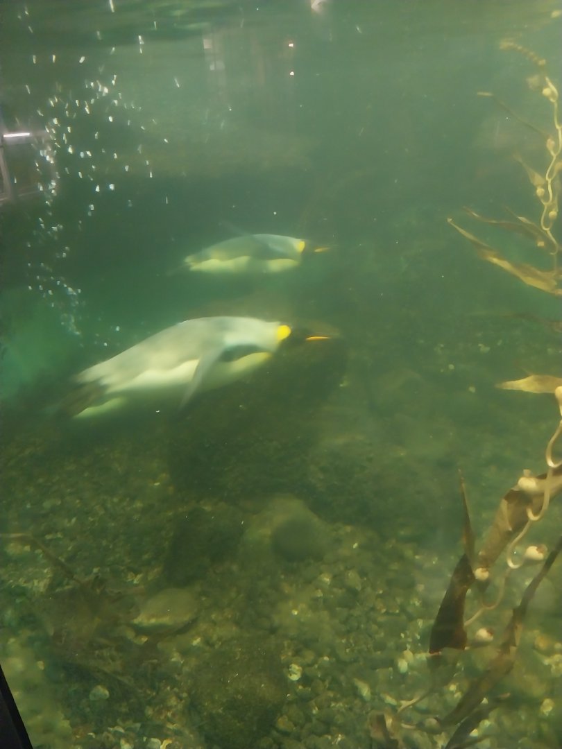 Exotarium - Ground floor - King pinguin enclosure