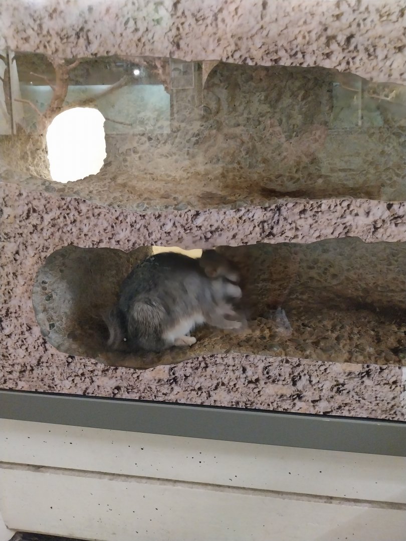 Exotarium - Ground floor - Plains vicacha (Lagostomus maximus)