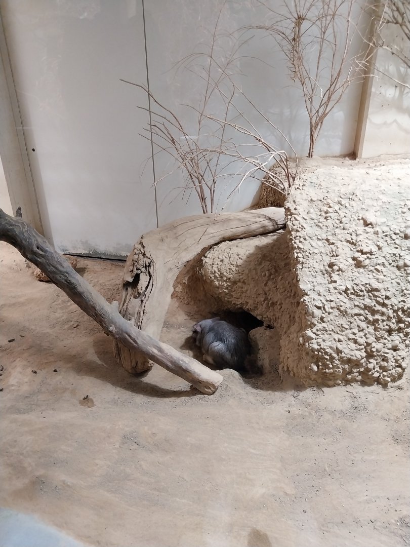 Exotarium - Ground floor - Plains vicacha (Lagostomus maximus)