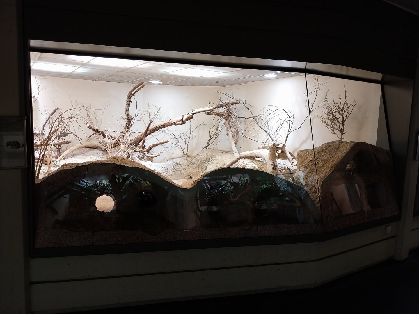 Exotarium - Ground floor - Plains viscacha and burrowing owl enclosure