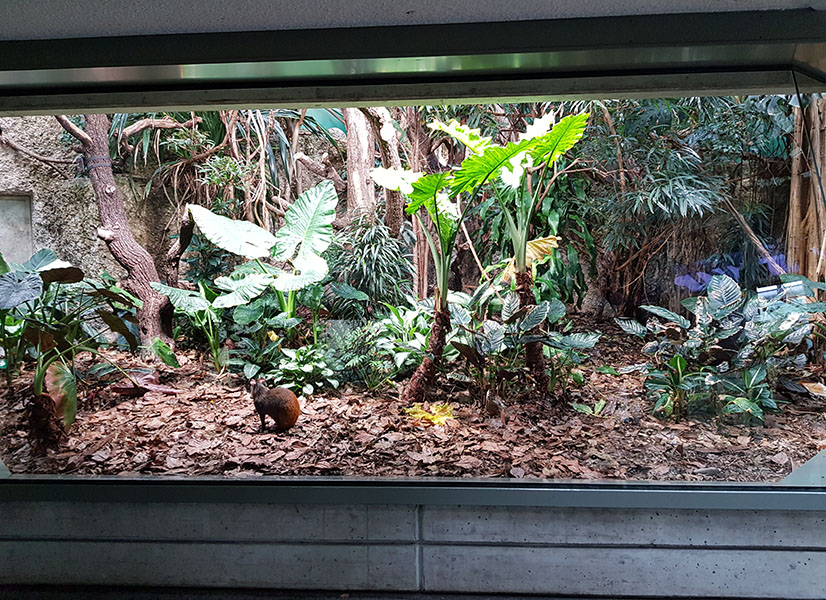 Exotarium: Ground level viewpoint of agouti/motmot/white faced saki enclosure
