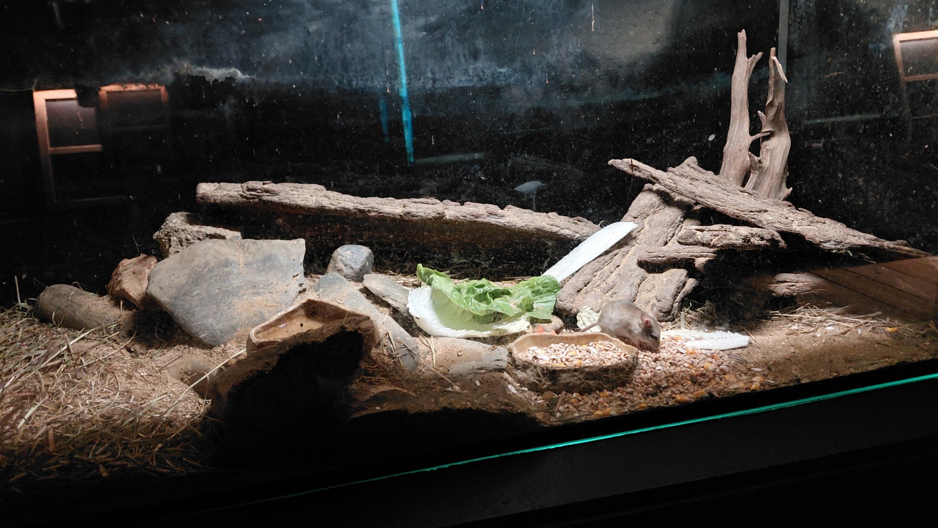 Exotarium - Hopping mouse exhibit