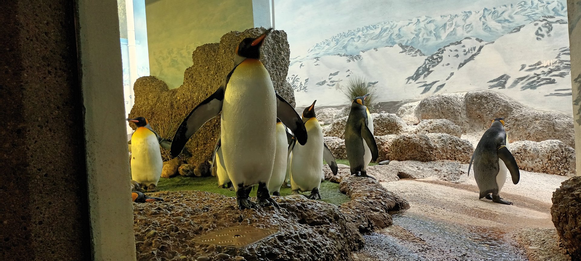 Exotarium King Penguins