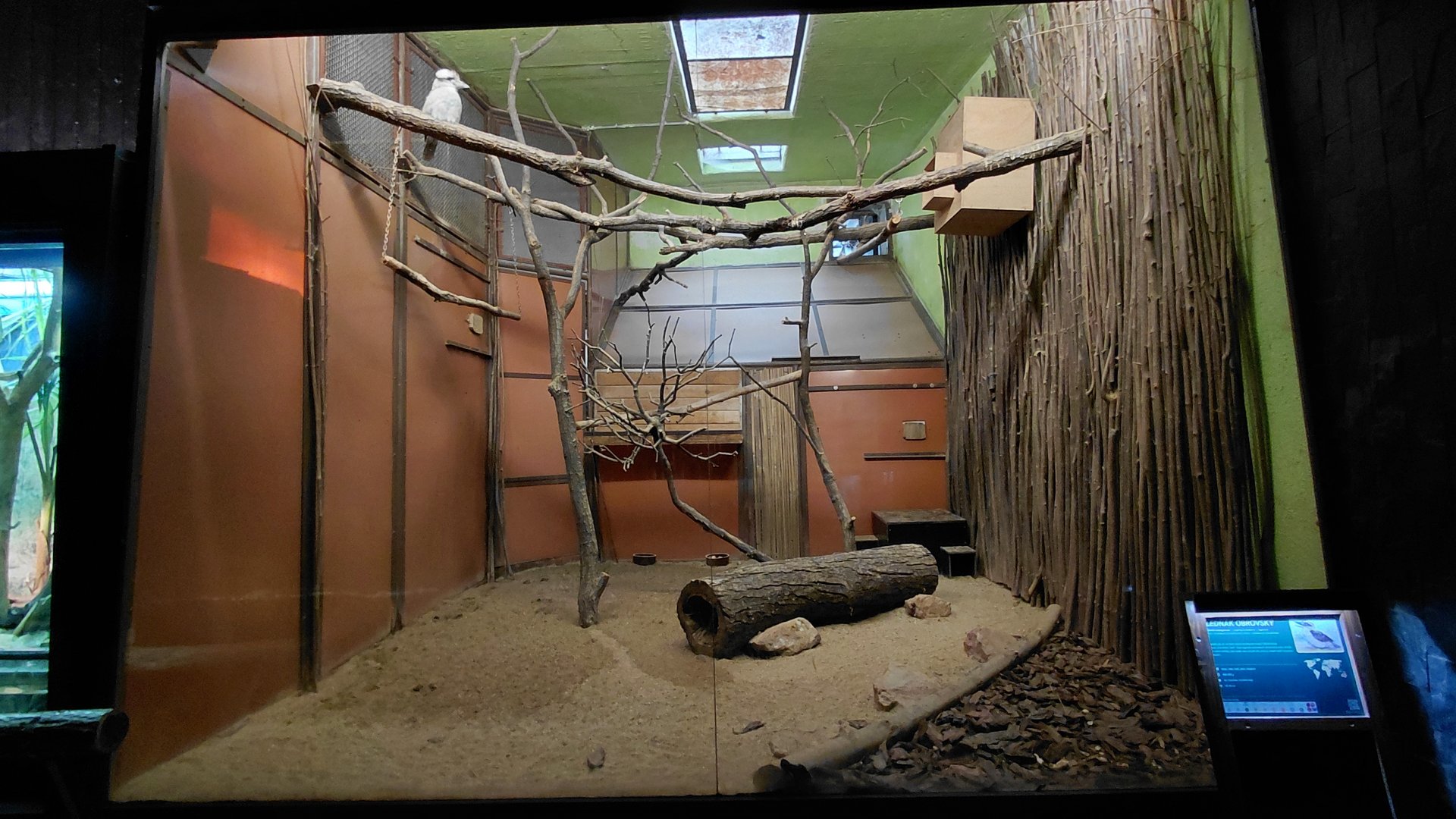 Exotarium - Kookaburra indoor exhibit