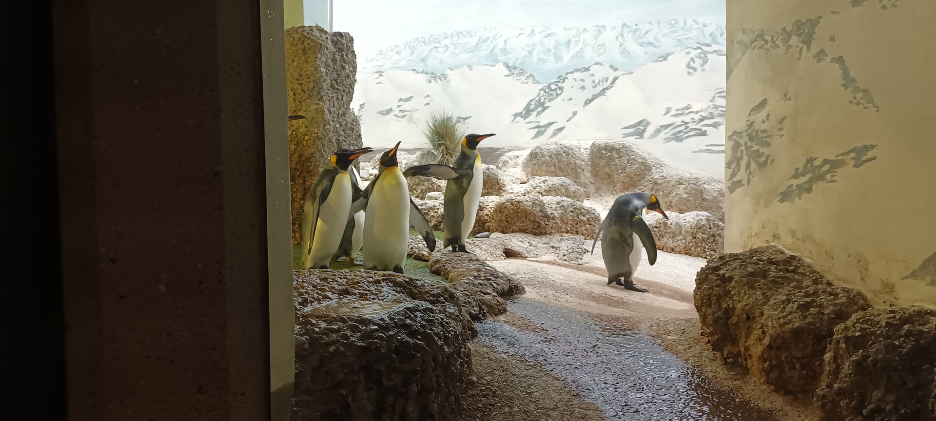 Exotarium Land Part of Rotational Penguin Indoor Enclosure