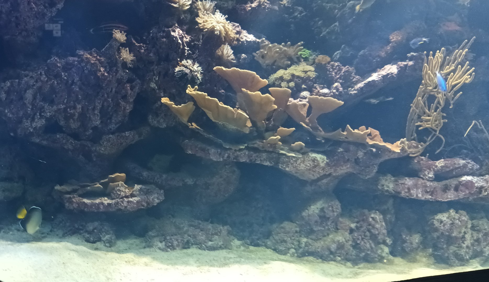 Exotarium Large Reef Tank