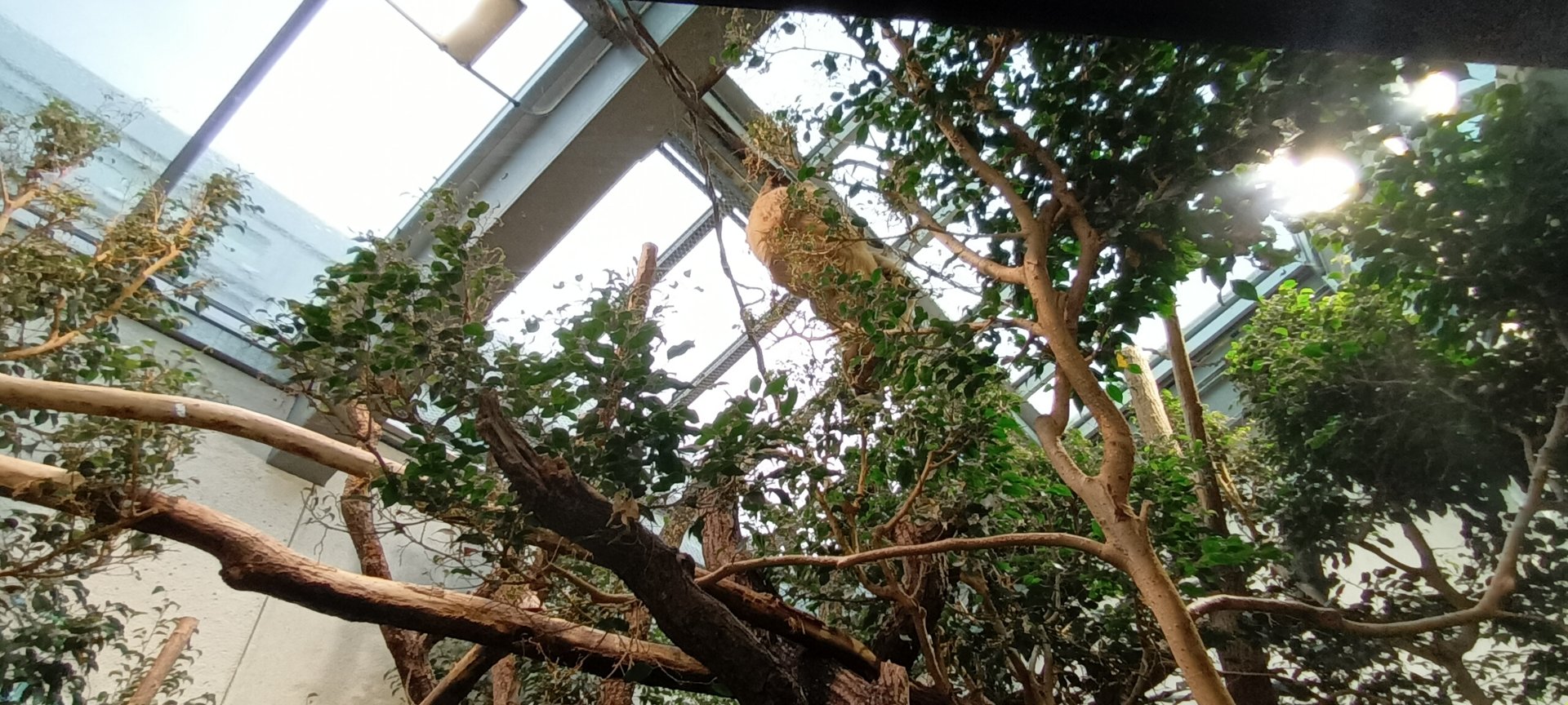 Exotarium Linneaus two toed Sloth