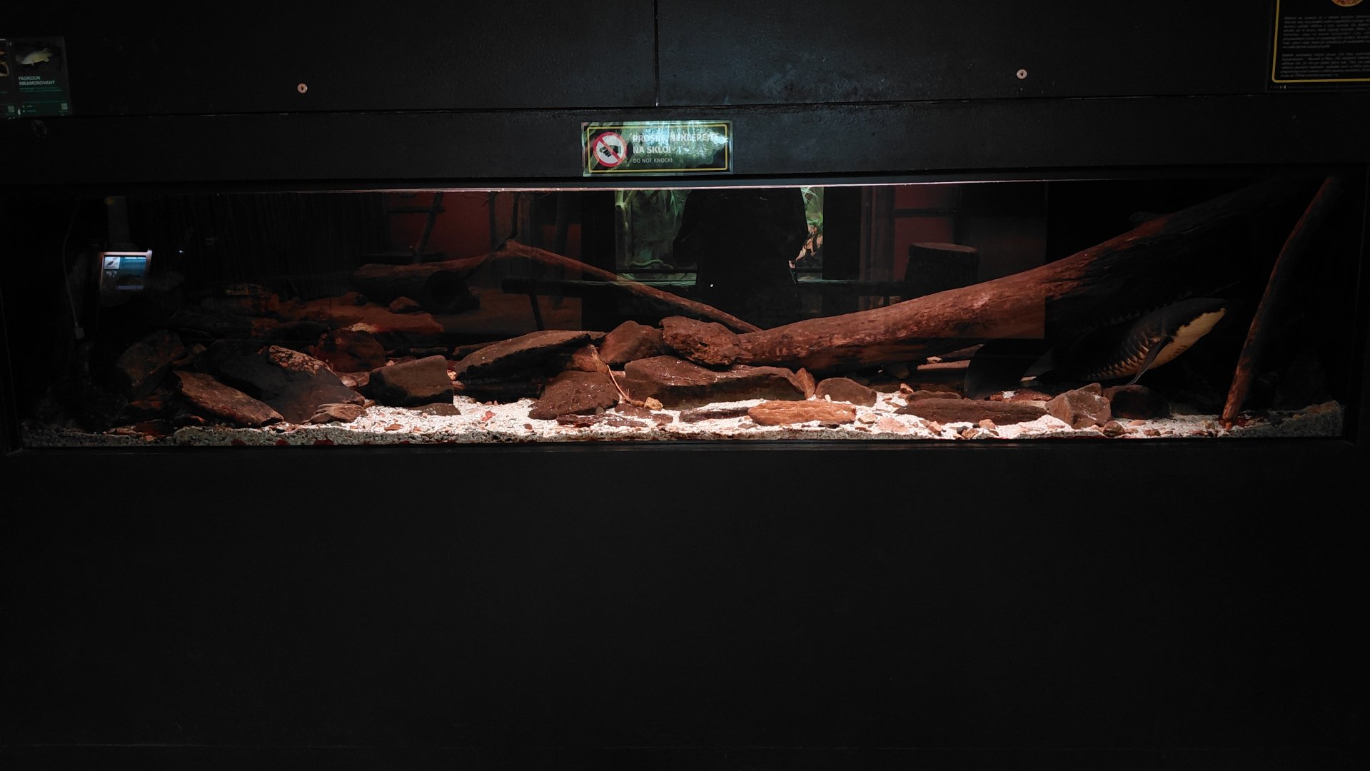 Exotarium - Lungfish tank