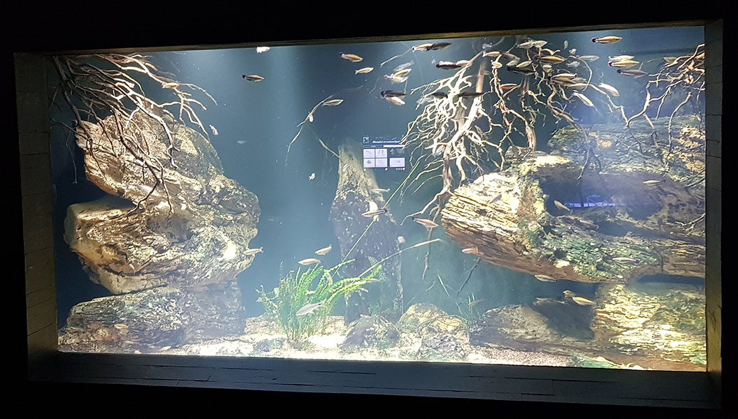 Exotarium: Madagascar sweetwater aquarium