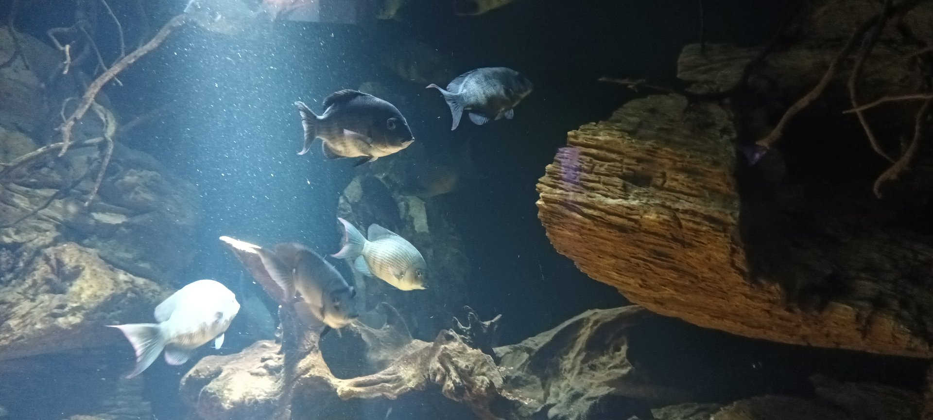 Exotarium Madagascar Tank