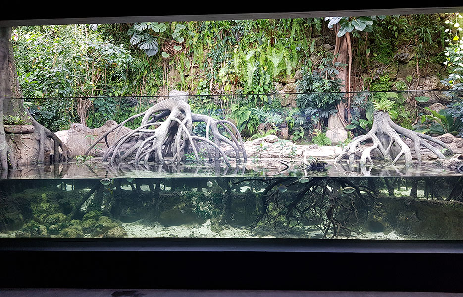 Exotarium: Mangrove paludarium