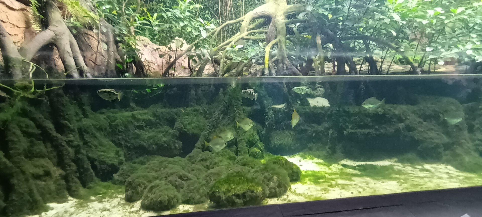 Exotarium Mangrove Tank