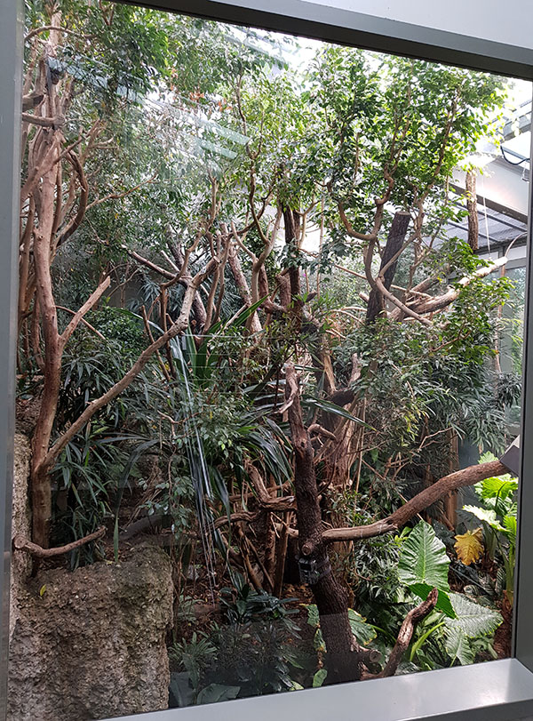Exotarium: Midlevel viewpoint of agouti/motmot/white faced saki enclosure