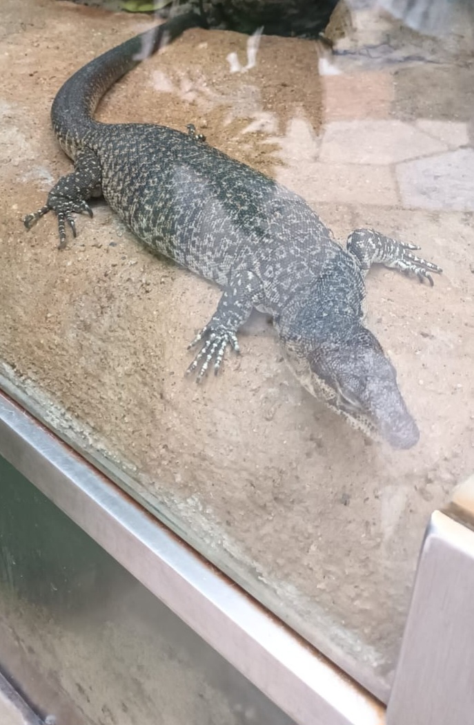 Exotarium: Mitchells water Monitor