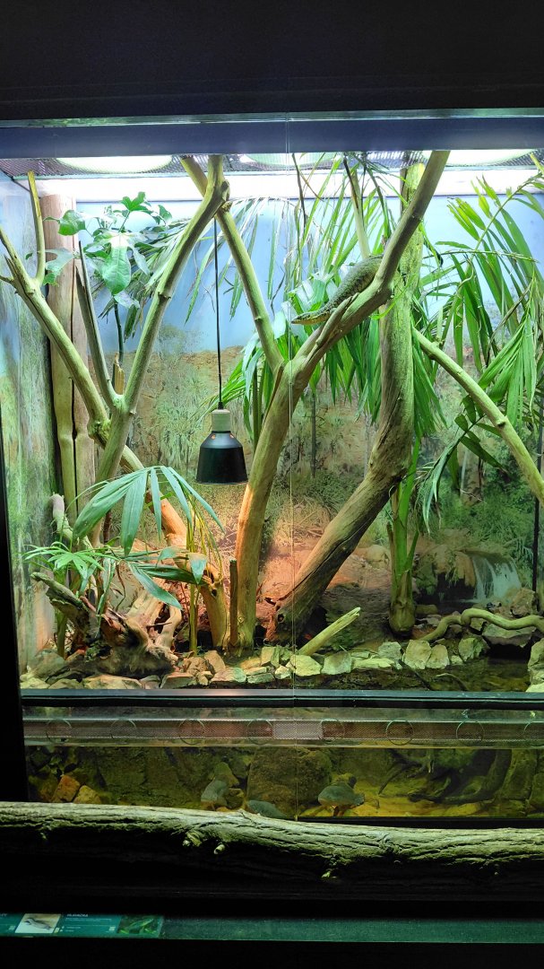 Exotarium - Mitschell's monitor exhibit