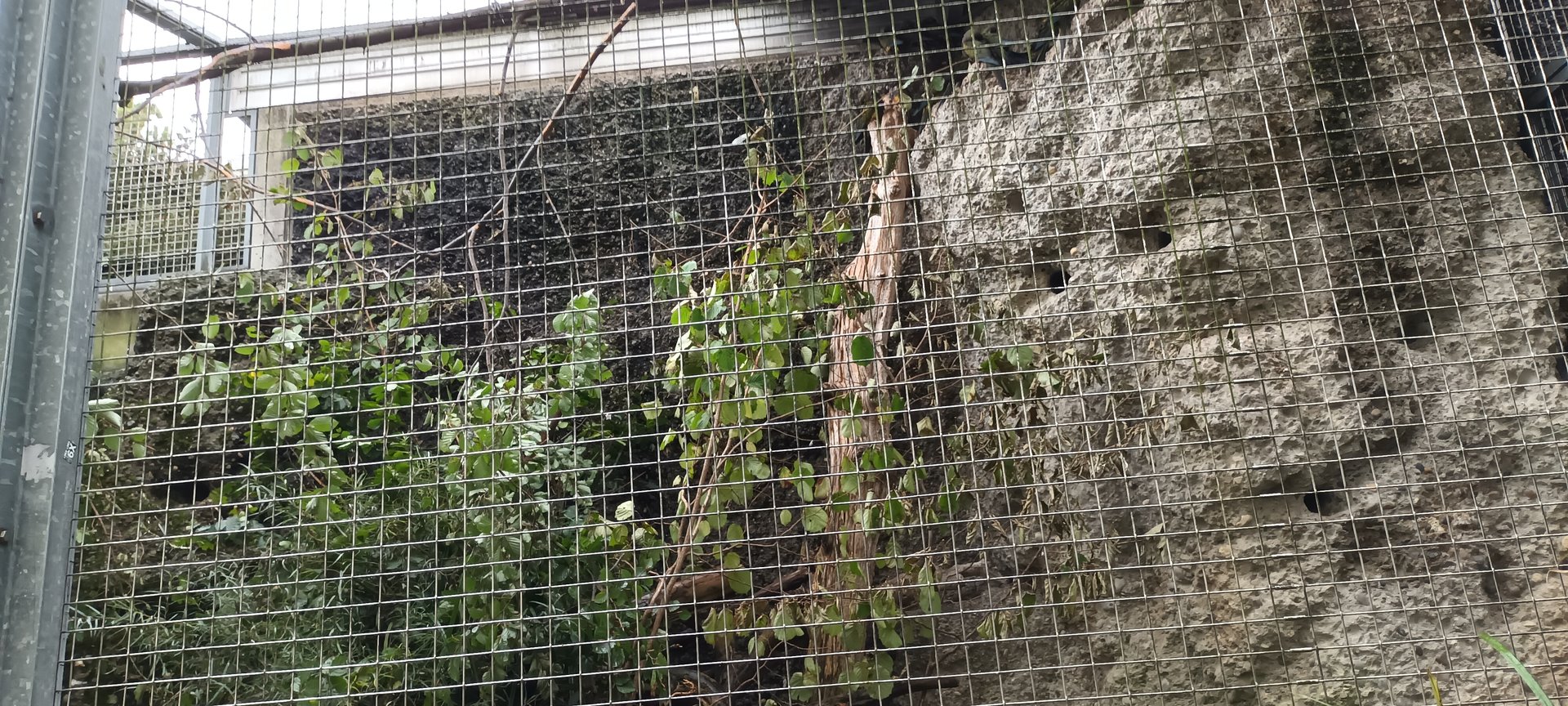 Exotarium Patagonian Conure Aviary