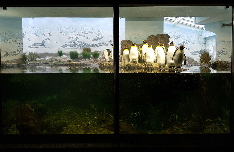 Exotarium: Penguin indoors