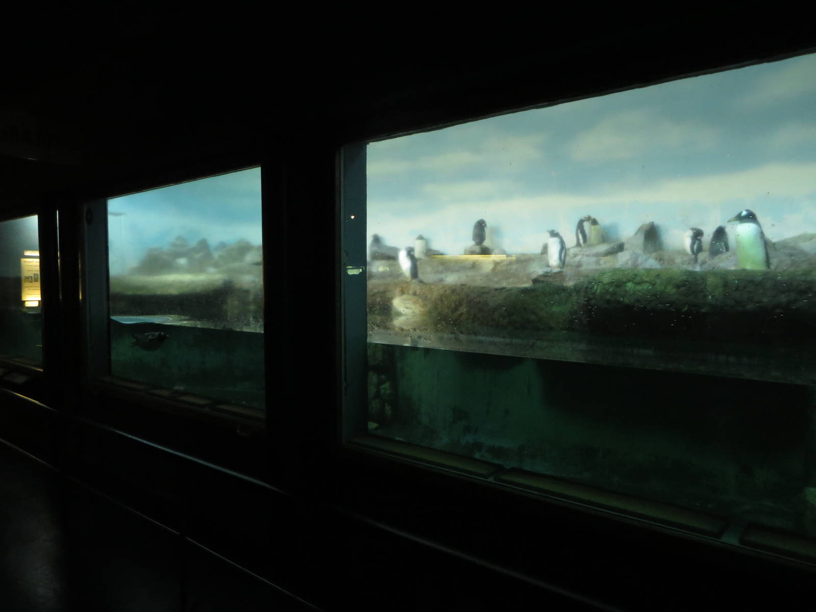 Exotarium - penguins