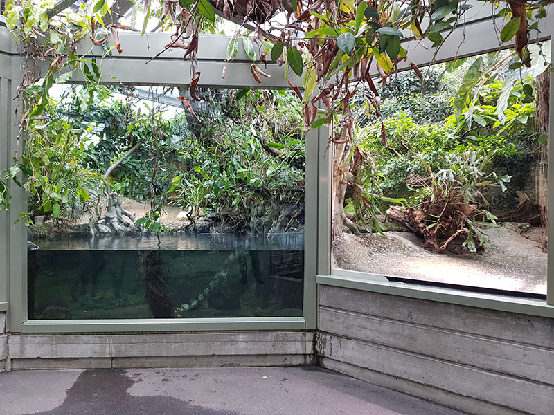 Exotarium:  Philippine crocodile