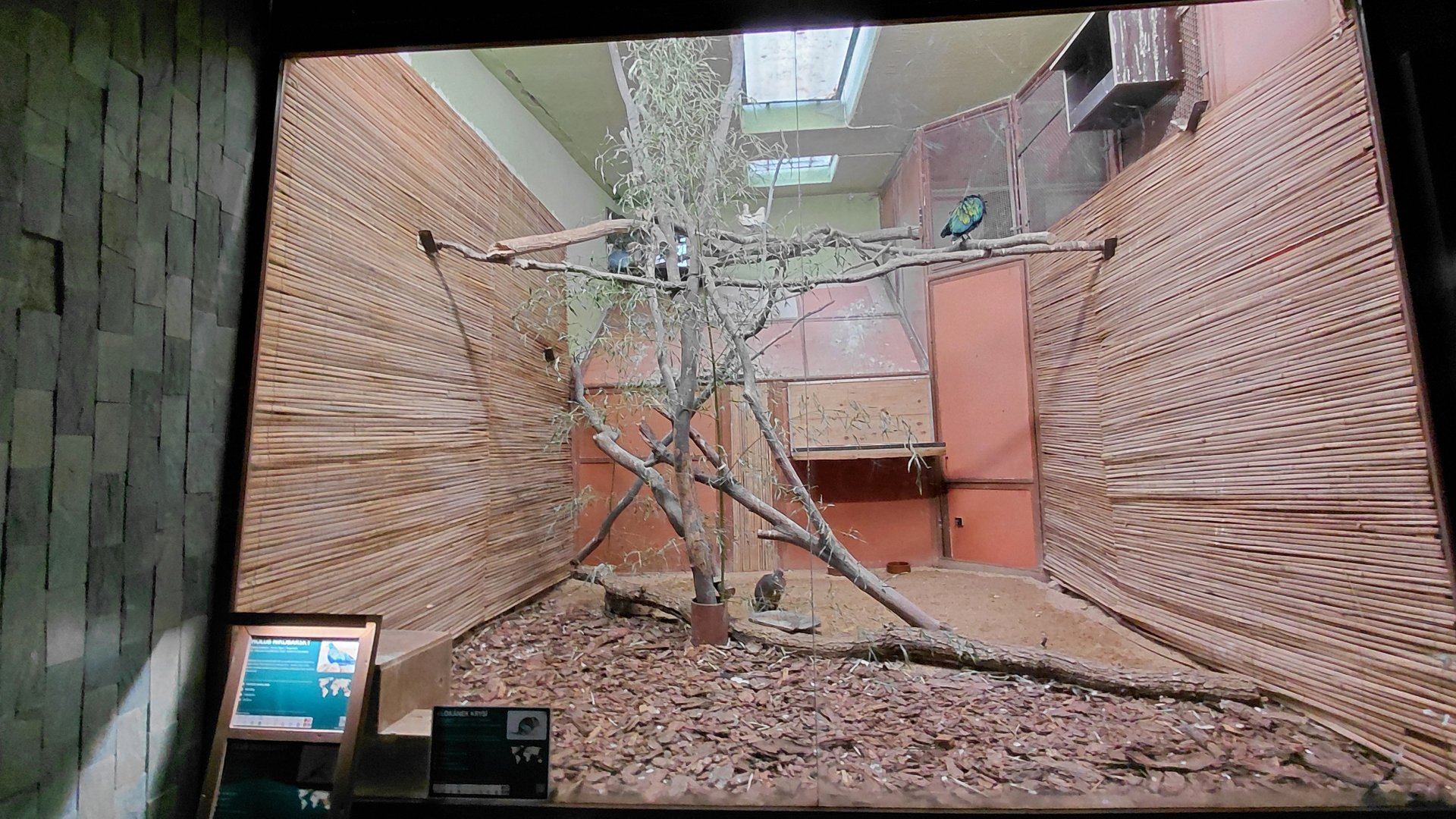 Exotarium - pigeon+potoroo indor exhibit